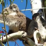 Raymond Island - Koalas